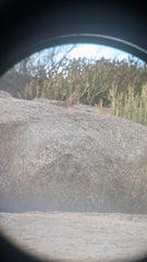 jawai Wildlife Safari